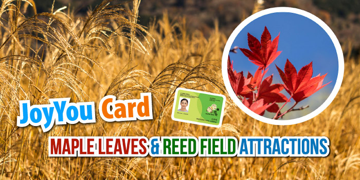 Maple leaf and reed field attractions in autumn!