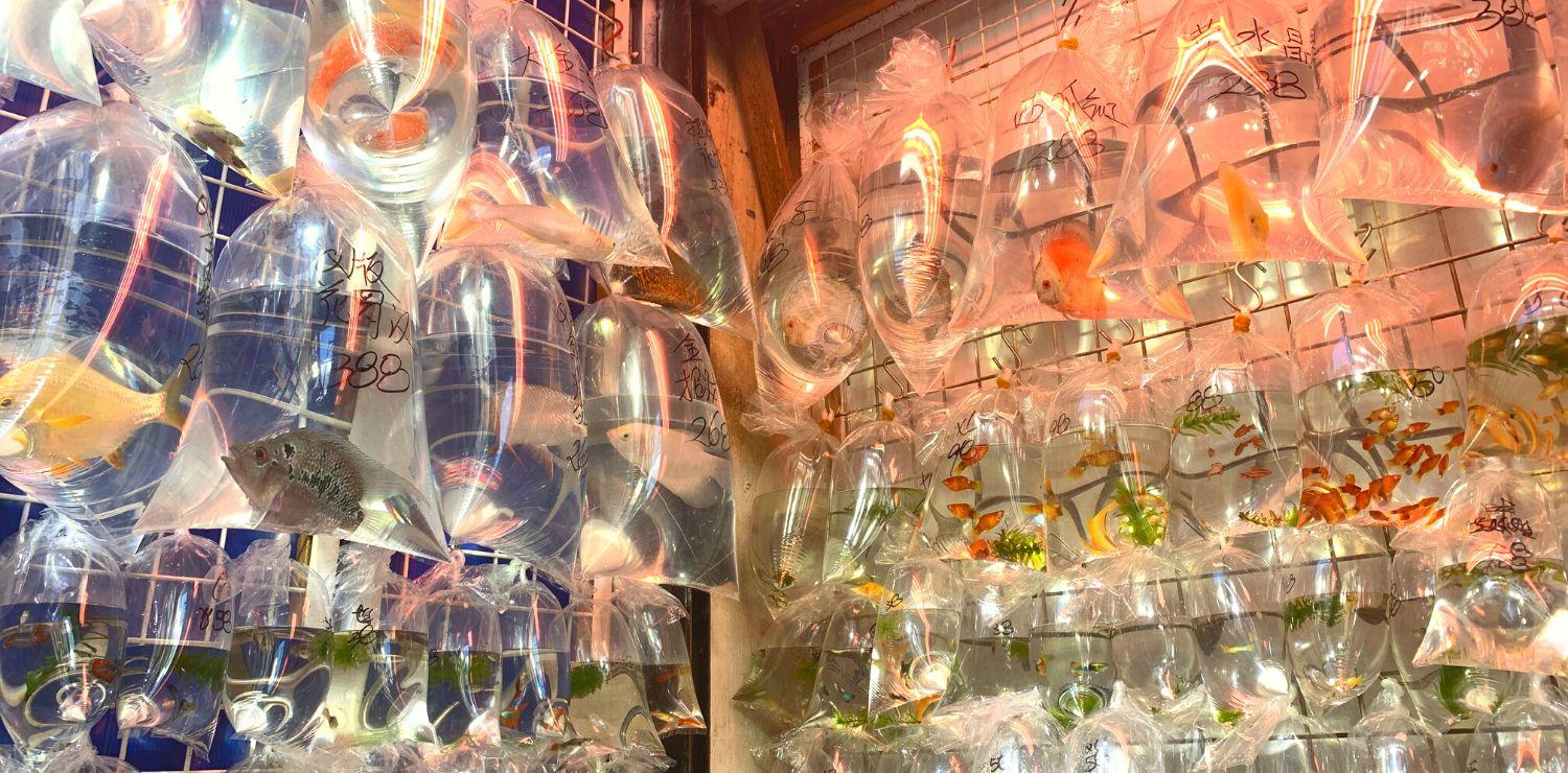 Goldfish Street