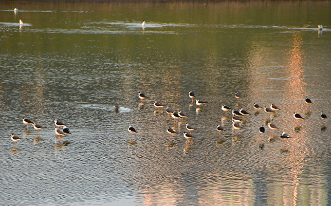 落馬洲濕地 影片